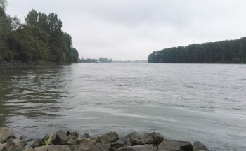 Rhein bei Trebur