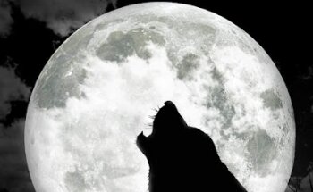 Wolf Investigazioni Catanzaro