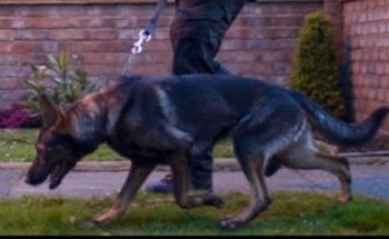 Marshall k9 security