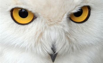 White Owl Detectives