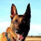 IMAS K9 Professionals (voorheen animale)